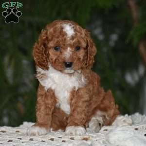 Milan, Cavapoo Puppy